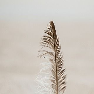 Feather.